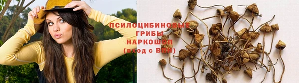 сатива Абаза
