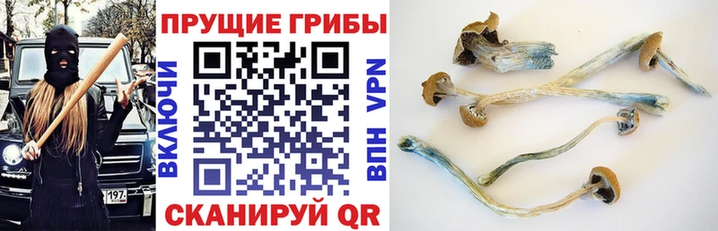 мега ссылка  Ужур  Галлюциногенные грибы Cubensis 